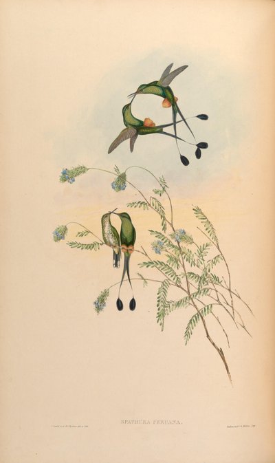 Spathura peruana = Ocreatus underwoodii peruanus by John Gould
